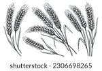 Grains plants and cereal, rye barley and wheat ear spikes. Bakery food concept. Hand drawn sketch vector illustration