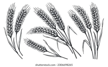 Plantas de cereales, cereal, cebada de centeno y espigas de oído de trigo. El concepto de comida para panadería. Ilustración vectorial dibujada a mano