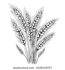 Grains plants and cereal, rye barley and wheat ear spikes. Bakery food concept. Hand drawn sketch vector illustration