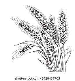 Grains plants and cereal, rye barley and wheat ear spikes. Bakery food concept. Hand drawn sketch vector illustration