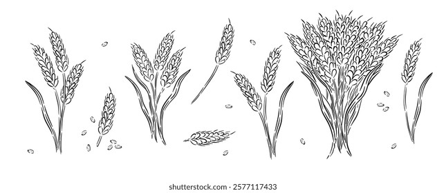 Grains plants and cereal, rye barley, wheat ear spikes collection. Bakery concept. Hand drawn sketch vector illustration