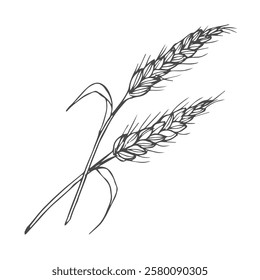 Grains plants and cereal, rye barley and wheat ear spikes. Bakery food concept. Hand drawn sketch vector illustration