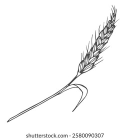 Grains plants and cereal, rye barley and wheat ear spikes. Bakery food concept. Hand drawn sketch vector illustration