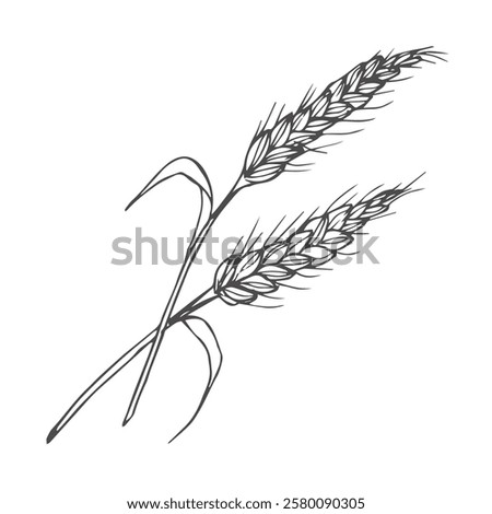 Grains plants and cereal, rye barley and wheat ear spikes. Bakery food concept. Hand drawn sketch vector illustration