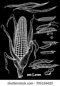 Grains and pods isolated set. Corn, various beans, peas, haricot isolated. Hand drawing sketch. White chalk on a black board. Vector illustration art. Vintage engraving.