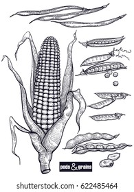 Grains and pods set. Corn, various beans, peas, haricot. Hand drawing sketch. Black and white. Vector illustration art. Vintage engraving.