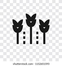 Grains vector icon isolated on transparent background, Grains logo concept