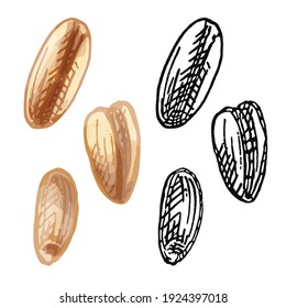 Grains of wheat. Vector color and monochrome vintage hand drawn hatching illustration isolated on a white background.