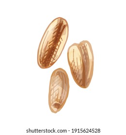 Grains of wheat. Vector color vintage hand drawn hatching illustration isolated on a white background.