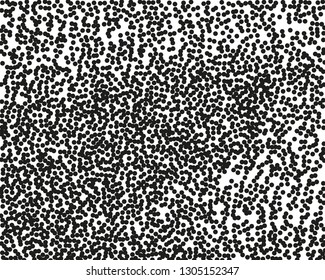 Grainy grunge abstract texture on a white background. Vector splatter of calligraphy ink in black on white background. Black ink blow explosion on white background. Paint spray, drop. Vector. 