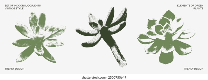 Grainy succulents with a retro photocopy effect. Modern indoor plant design in black. Y2K stickers for design. Nature and succulents. For posters, social media, banners