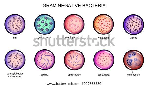 Gram Negative Bacteria Stock Vector (Royalty Free) 1027586680