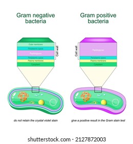 Gram Negative Bacteria Do Not Retain The Crystal Violet Stain. Gram Positive Bacteria Give A Positive Result In The Gram Stain Test. Comparison And Difference Type Of Bacterial Cell Wall. Vector