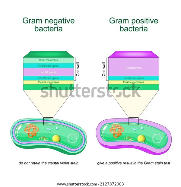 Gram negative bacteria do not retain the crystal\
violet stain. Gram positive bacteria give a positive result in the\
Gram stain test. comparison and difference type of bacterial cell\
wall. vector
