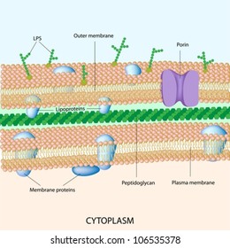 Gram Negative Bacterial Cell Wall