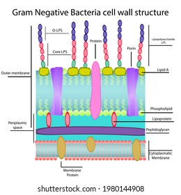 Gram Negative Cell Wall Structure Diagram Stock Vector (Royalty Free ...