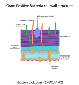 Gram Positive Cell Wall Structure Diagram Stock Vector (royalty Free 