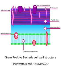 Gram Positive Cell Wall Structure Diagram Stock Vector (Royalty Free ...