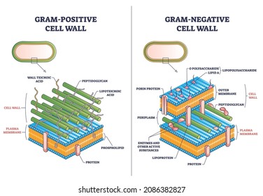 Gram positive versus negative cell wall structure differences outline diagram. Labeled educational comparison with microbiological side view vector illustration. Anatomical isolated bacterium section.