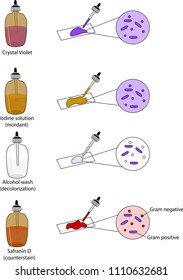 Gram Stain Technique Steps