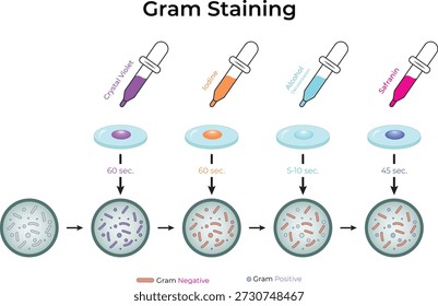 Procedimiento de tinción de Gram y diferenciación bacteriana