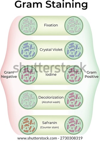 Gram Staining Process for Bacterial Differentiation