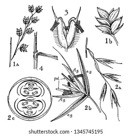 Gramineae is large flowering plant known as grasses. There are parts of it in this image, vintage line drawing or engraving illustration.