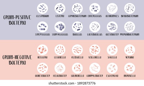 Bacterias grampositivas y gramnegativas.  Clasificación bacteriana, género diferente. Morfología. Microbiología. Ilustración plana del vector