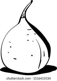 Granadilla drawing, illustration, vector on white background.