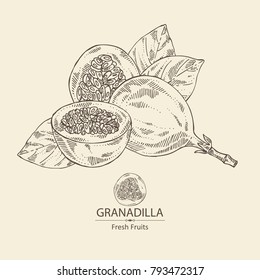 Granadilla: fruit, granadilla slice and leaves. Vector hand drawn illustration.