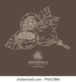 Granadilla: fruit, granadilla slice and leaves. Vector hand drawn illustration.