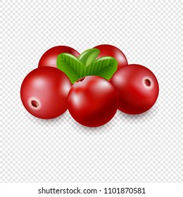 Granberry Isolated In Transparent Background With Gradient Mesh, Vector Illustration