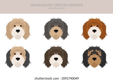 Grand basset griffon vendeen clipart. Different poses, coat colors set.  Vector illustration