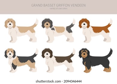 Grand basset griffon vendeen clipart. Different poses, coat colors set.  Vector illustration