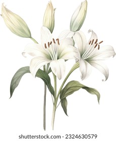 Grand Crinum Lily Watercolor illustration. Hand drawn underwater element design. Artistic vector marine design element. Illustration for greeting cards, printing and other design projects.