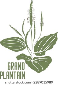 Grand plantain in vector silhouette. Plantago major herb image. Set of vector botanical illustration of Broadleaf Plantain for medicine. Contour and colored silhouette of White Mans Foot singly