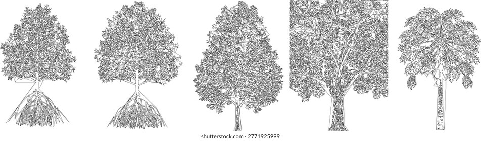Grand scale broad canopy tree draw elements in a vector set for public square design and town center architectural drawings.