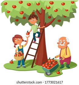Grandchildren and grandfather harvest apples. A girl with a basket of apples takes an apple from a boy on a ladder. Old man with a garden wheelbarrow full of apples. Cartoon vector illustration.