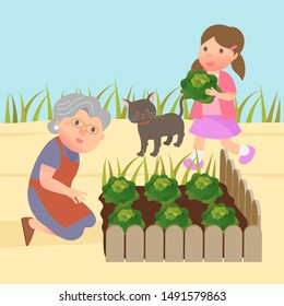 Grandma and granddaughter doing farming job. Elderly woman looking harvest cabbage. Girl holding harvest cabbage on hand.