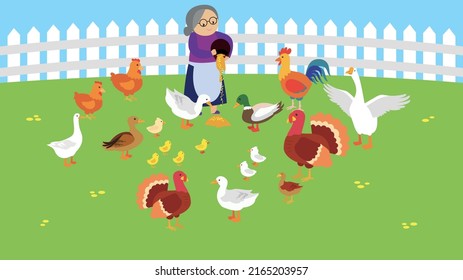 Grandmother feeds poultry on the farm