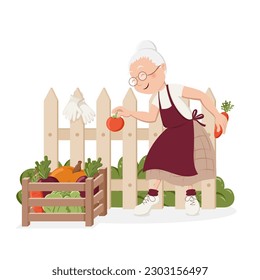 Grandmother picks vegetable into wooden box near the fence in countryside. Active senior citizens. Gardening and harvesting. Cute isolated vector illustration in cartoon style