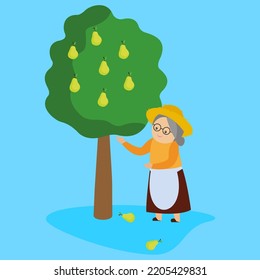 Grandmother plucks pears from the tree, illustration, vector