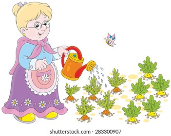 Grandmother watering carrots and radish in her vegetable garden