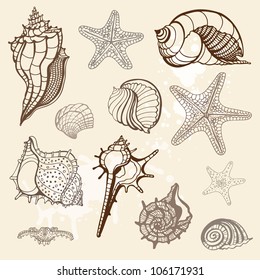 Grange Sea shells collection. Handdrawn vector illustration