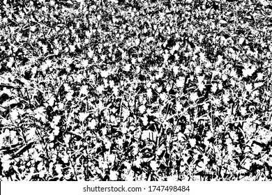Grange texture of grass with small flowers. Vector illustration. Overlay template