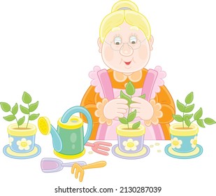 Granny fiddling with seedlings in pots before planting in a vegetable garden, vector cartoon illustration isolated on a white background