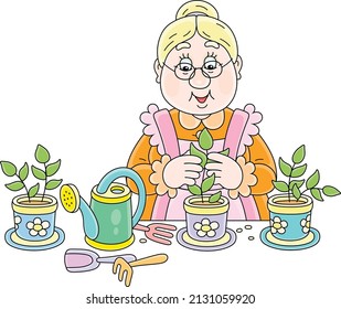 Granny fiddling with seedlings in pots before planting in a vegetable garden, vector cartoon illustration isolated on a white background