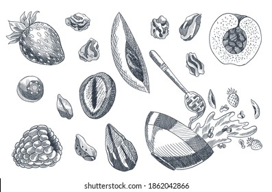 Granola coloring engraved style illustration. Various berries, fruits and nuts. Homemade delicious set. Ingredients for making granola. Healthy breakfast. Hand drawn vector illustration