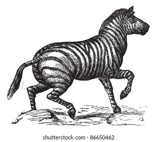 306 Hippotigris Quagga Images, Stock Photos & Vectors | Shutterstock