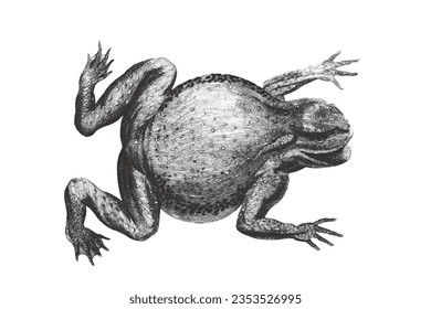 Granular toad (Rhinella granulosa). Doodle sketch. Vintage vector illustration.